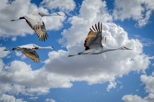 Observer les migrations d'oiseaux